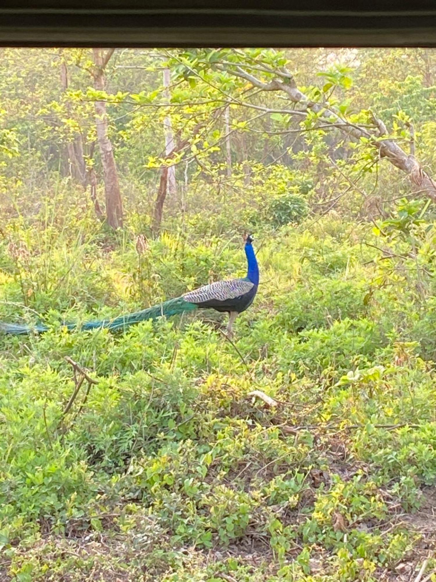 Hotel Shiva'S Dream Sauraha Zewnętrze zdjęcie